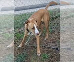 Small #14 Labrador Retriever-Rhodesian Ridgeback Mix
