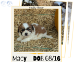 Puppy Macy Zuchon