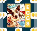 Small #4 Pembroke Welsh Corgi Mix