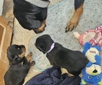 Small Photo #1 Rottweiler Puppy For Sale in WAVERLY, MO, USA