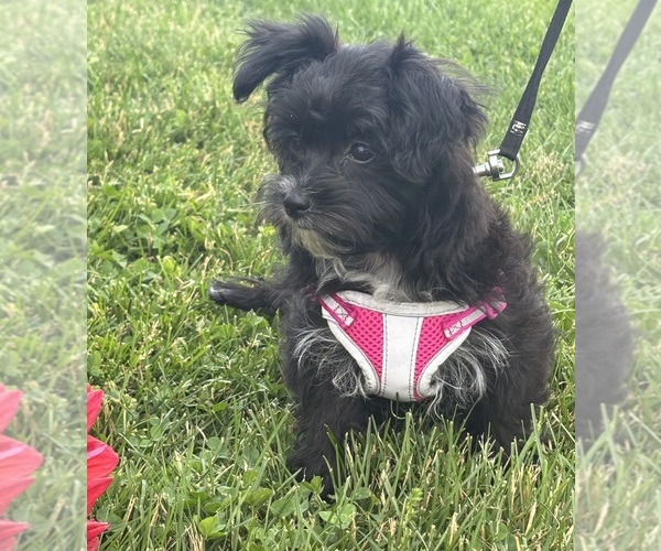 Medium Photo #5 Morkie Puppy For Sale in ROCK STREAM, NY, USA