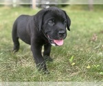 Small #3 Cane Corso