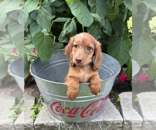 Medium Photo #3 Dachshund Puppy For Sale in MIDDLEBURY, IN, USA