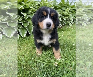 Medium Bernese Mountain Dog