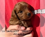 Puppy Smallest Girl Goldendoodle (Miniature)