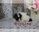 Small #7 Poodle (Toy)