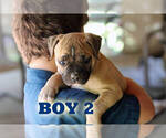 Small #15 American Bulldog