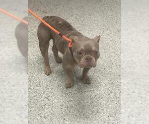 American Bulldog-Unknown Mix Dogs for adoption in Conroe, TX, USA
