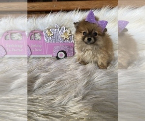 Pomeranian Puppy for sale in BEECH GROVE, IN, USA