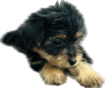 Small Photo #4 Yorkshire Terrier Puppy For Sale in OAKLEY, CA, USA