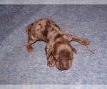 Small Photo #2 Cocker Spaniel Puppy For Sale in CROSSVILLE, TN, USA