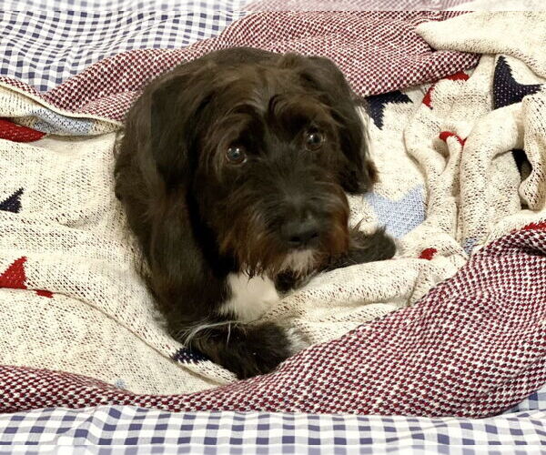 Medium Photo #7 Pembroke Welsh Corgi-Unknown Mix Puppy For Sale in Houston, TX, USA