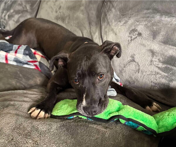 Medium Photo #3 American Pit Bull Terrier-Unknown Mix Puppy For Sale in Germantown, OH, USA