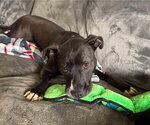 Small #2 American Pit Bull Terrier Mix