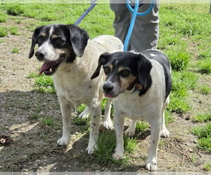 Levon (& Leroy) - Male Beagle-Unknown Mix Dog for Adoption - Photo #2
