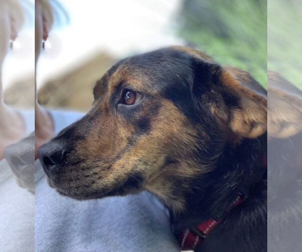 Medium Photo #6 Mutt Puppy For Sale in Woodbury, NY, USA
