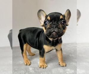 French Bulldog Puppy for sale in COCONUT CREEK, FL, USA