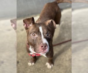 American Pit Bull Terrier-Unknown Mix Dogs for adoption in Crete, IL, USA