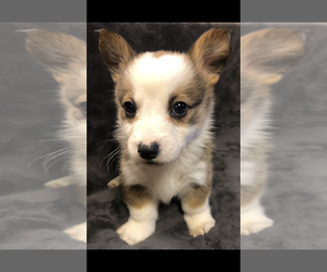 Pembroke Welsh Corgi Puppy for sale in ACTON, CA, USA