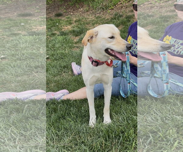 Medium Photo #2 Labrador Retriever-Unknown Mix Puppy For Sale in Thomasville, NC, USA