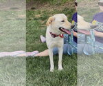 Small #1 Labrador Retriever Mix