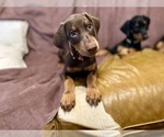 Small #8 Doberman Pinscher