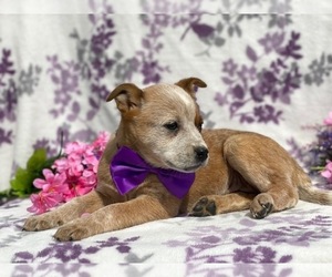 Australian Cattle Dog Puppy for sale in LANCASTER, PA, USA