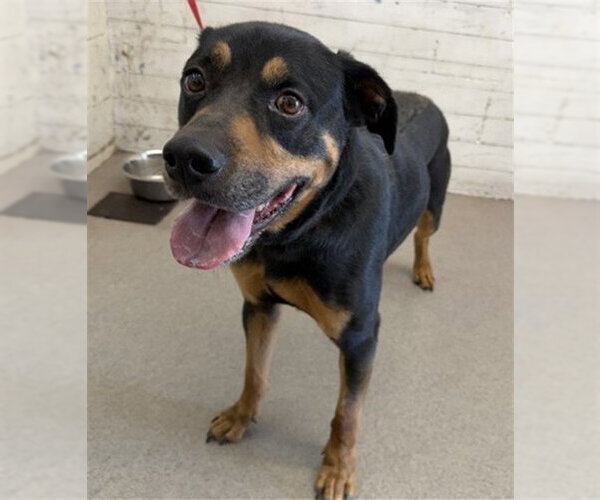 Medium Photo #1 Rottweiler-Unknown Mix Puppy For Sale in San Bernardino, CA, USA