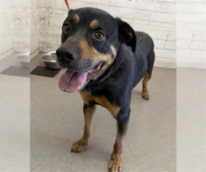 Rottweiler-Unknown Mix Dogs for adoption in San Bernardino, CA, USA