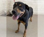 Small Rottweiler Mix