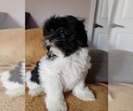 Small #24 Shih Tzu