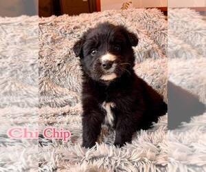 Border Collie-Unknown Mix Dogs for adoption in New York, NY, USA