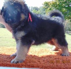 German Shepherd Dog Puppy for sale in HAYESVILLE, NC, USA