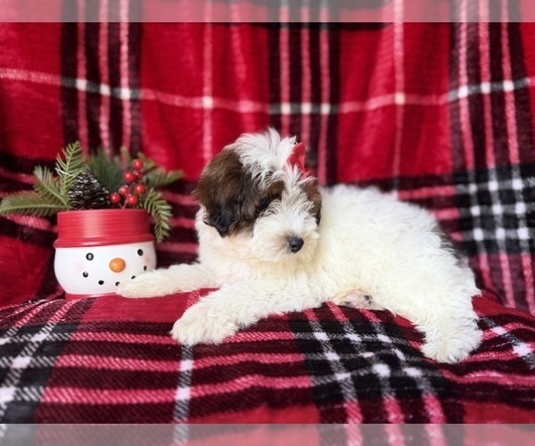 Medium Photo #6 YorkiePoo Puppy For Sale in LAKELAND, FL, USA