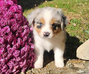 Miniature Australian Shepherd Puppy for sale in SANDOWN, NH, USA