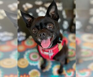 Chug Dogs for adoption in Ellijay, GA, USA