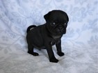 Small Photo #5 Pug Puppy For Sale in CATLETT, VA, USA