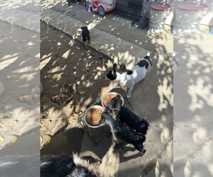 Ratshire Terrier Puppy for sale in SUISUN CITY, CA, USA