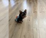 Small #5 Yorkshire Terrier