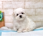Small Photo #9 Maltese Puppy For Sale in SAN FRANCISCO, CA, USA