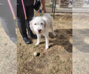 Poodle (Standard)-Unknown Mix Dogs for adoption in Pueblo, CO, USA