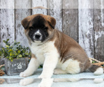 Puppy Chloe Akita