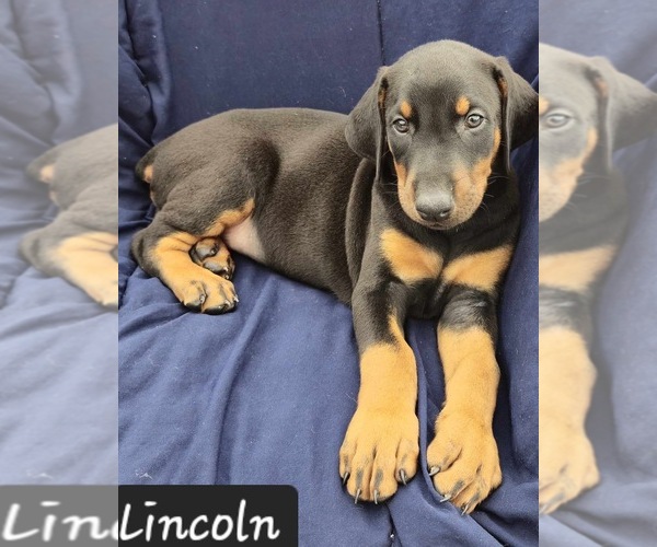 Medium Photo #2 Doberman Pinscher Puppy For Sale in POMEROY, OH, USA