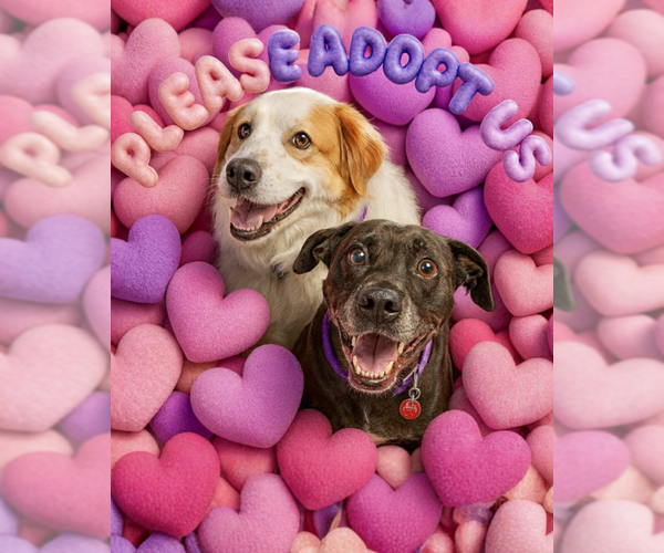 Medium Photo #2 Great Pyrenees Puppy For Sale in Petaluma, CA, USA