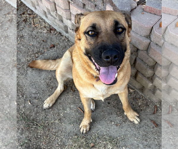 Medium Photo #2 Mutt Puppy For Sale in Lake Elsinore, CA, USA