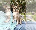 Small #1 Poodle (Toy) Mix