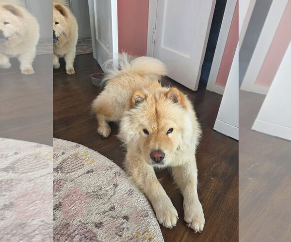 Medium Photo #4 Chow Chow Puppy For Sale in San Antonio, TX, USA