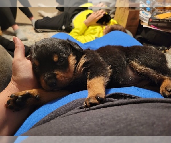 Medium Photo #5 Rottweiler Puppy For Sale in NARVON, PA, USA