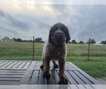 Puppy Puppy 4 Wirehaired Pointing Griffon
