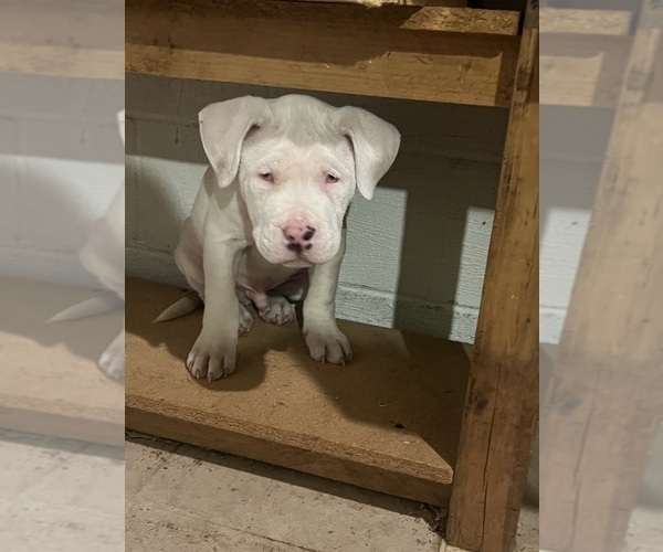 Medium Photo #6 American Bully Puppy For Sale in DE WITT, NY, USA